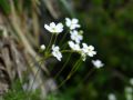 Androsace lactea